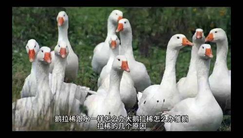 网红大鹅陈妍染 热门大瓜每日必吃大瓜 过量吃瓜容易腹痛腹泻吗,健康饮食，适量“追瓜”