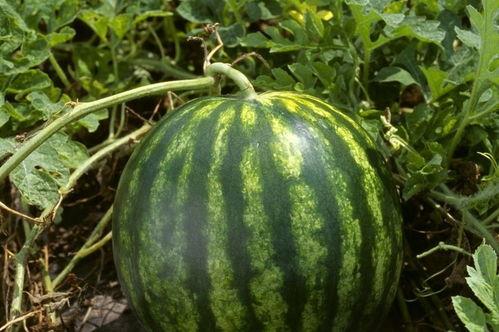 今日吃瓜热门大瓜每日更新,紧跟热门大瓜，揭秘娱乐圈最新动态