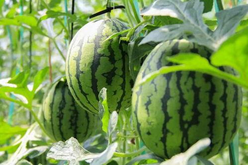 吃瓜网51官网版.朝阳吃瓜群众什么意思,吃瓜网51官网版热门话题背后的网络现象